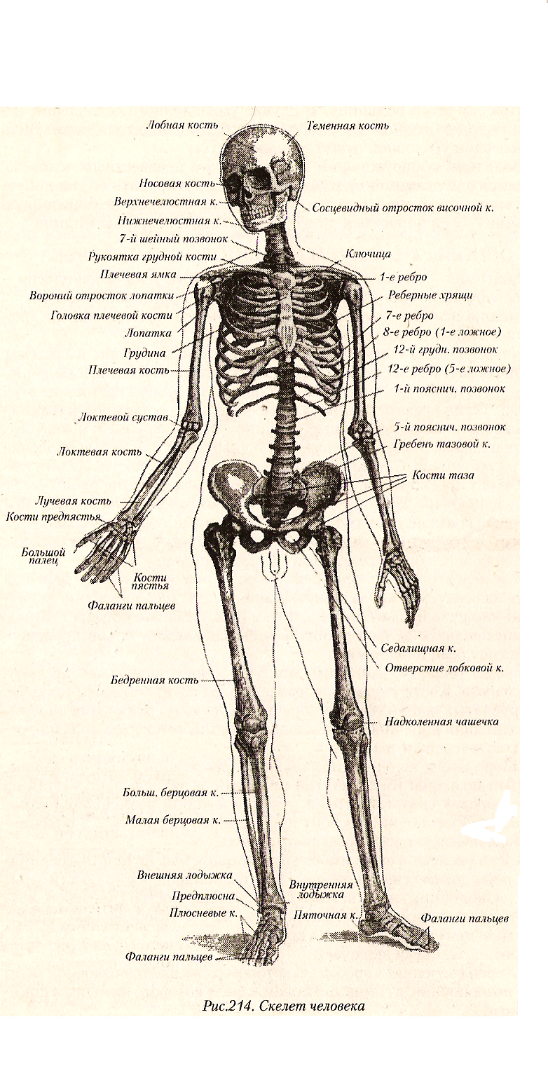 скелет человека